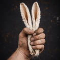Load image into Gallery viewer, Corpse Crunchies: Rabbit Ears