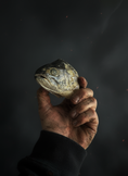Load image into Gallery viewer, Corpse Crunchies: Trout Heads