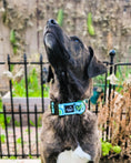 Load image into Gallery viewer, Love Hard Buckle Collar