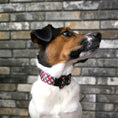 Load image into Gallery viewer, Kringle Buckle Collar