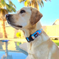 Load image into Gallery viewer, Kai Buckle Collar