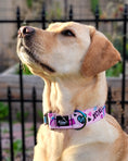 Load image into Gallery viewer, Love Always Buckle Collar