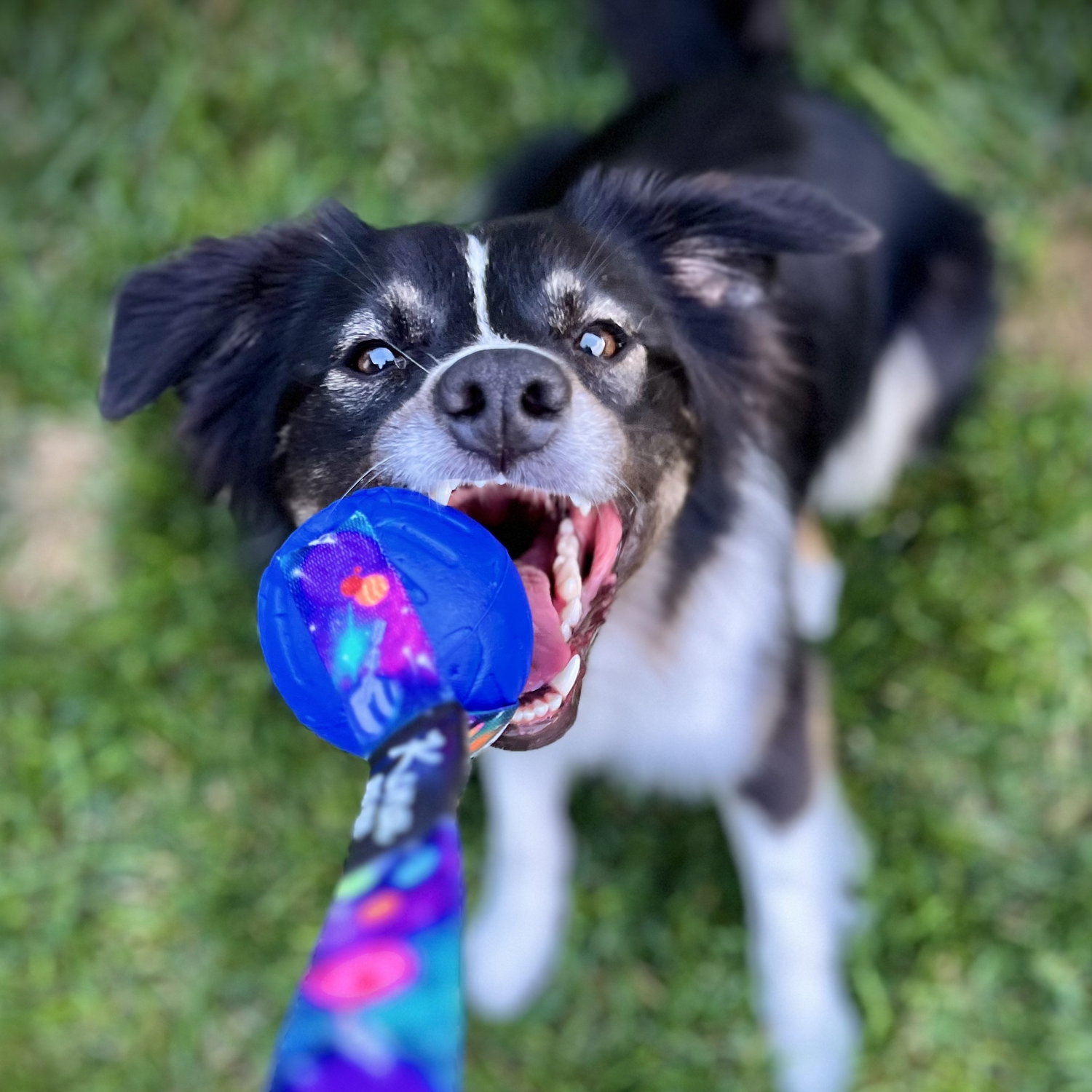 Black and white dog playing tug with a blue ball