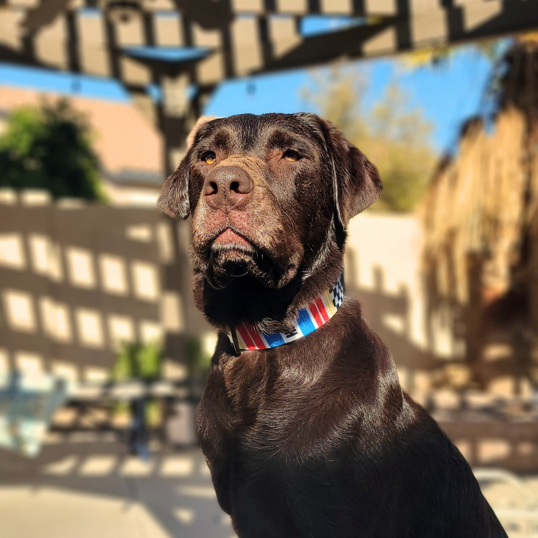 Team Chip Buckle Collar