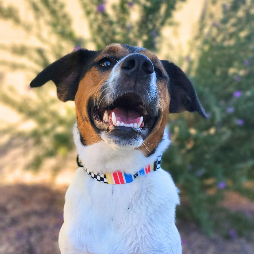 Team Chip Buckle Collar