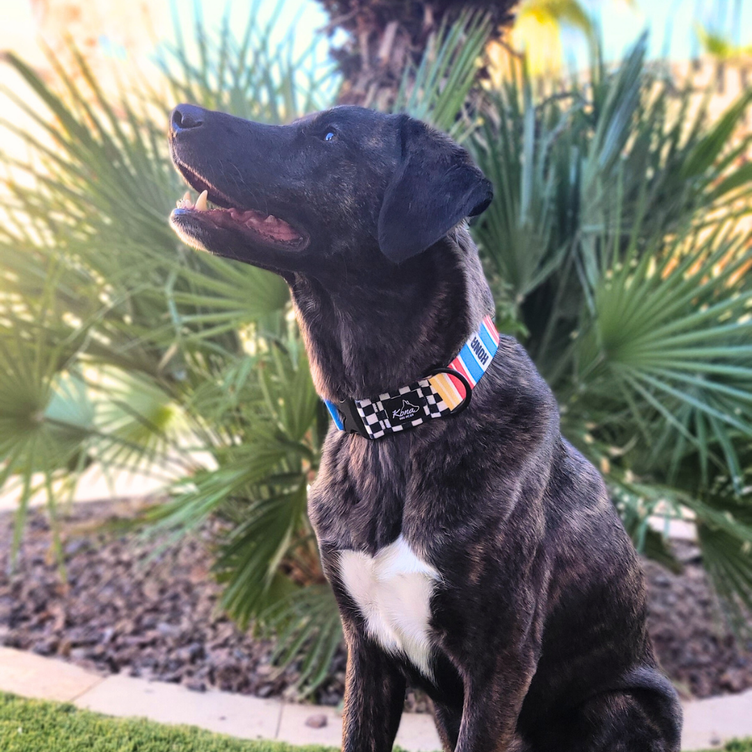 Team Chip Buckle Collar