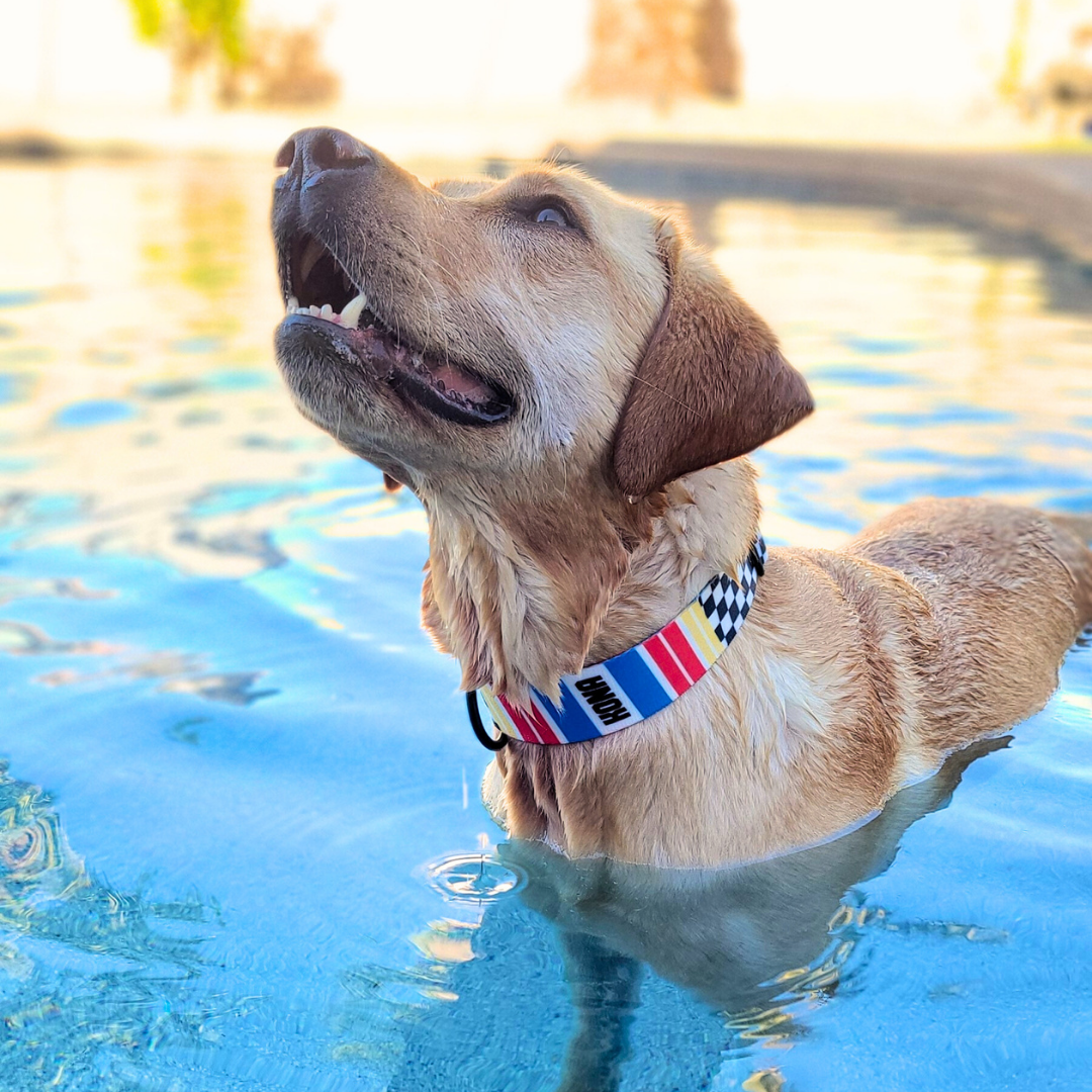 Team Chip Buckle Collar