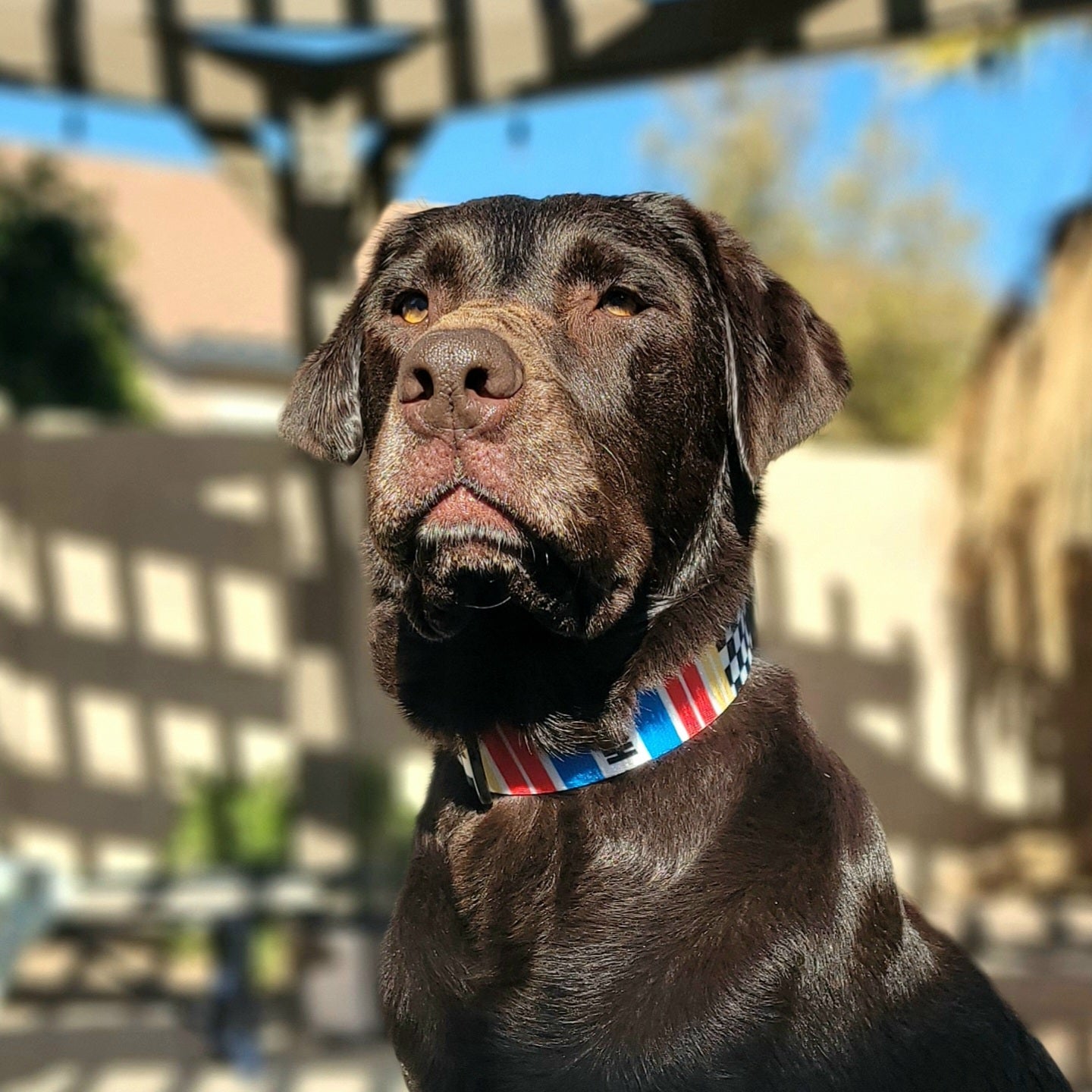 Kona leash shop dog model