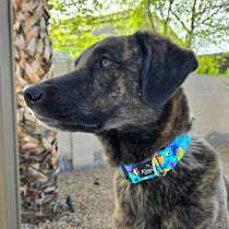 Home – Kona Dog Wear