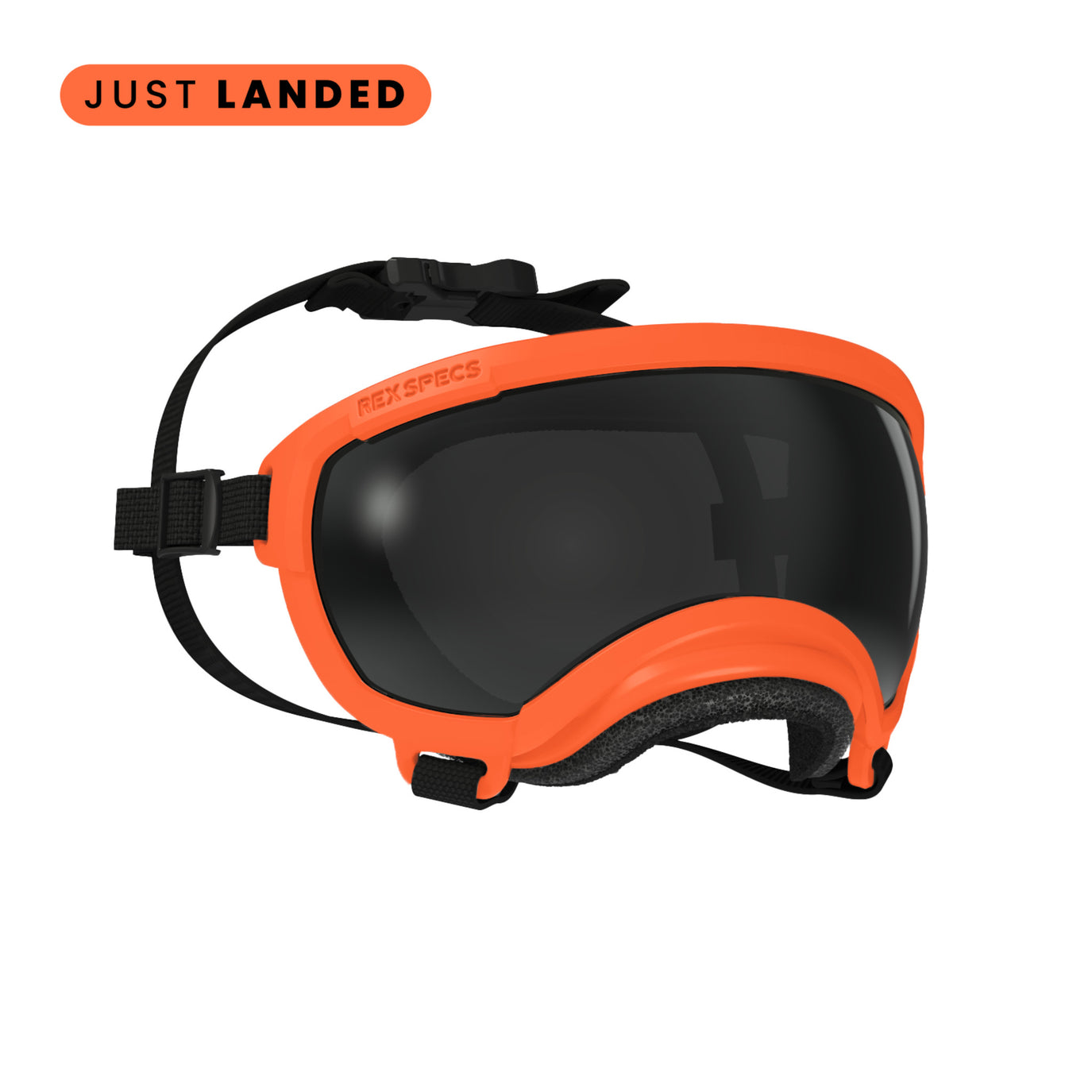 Gafas Rex Specs para perros