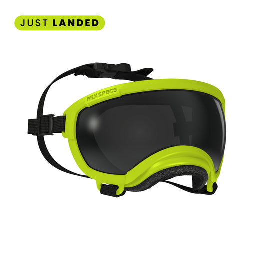 Lunettes Rex Specs pour chiens