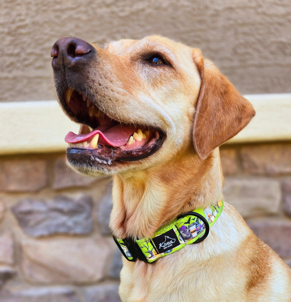 Bewitched Buckle Collar