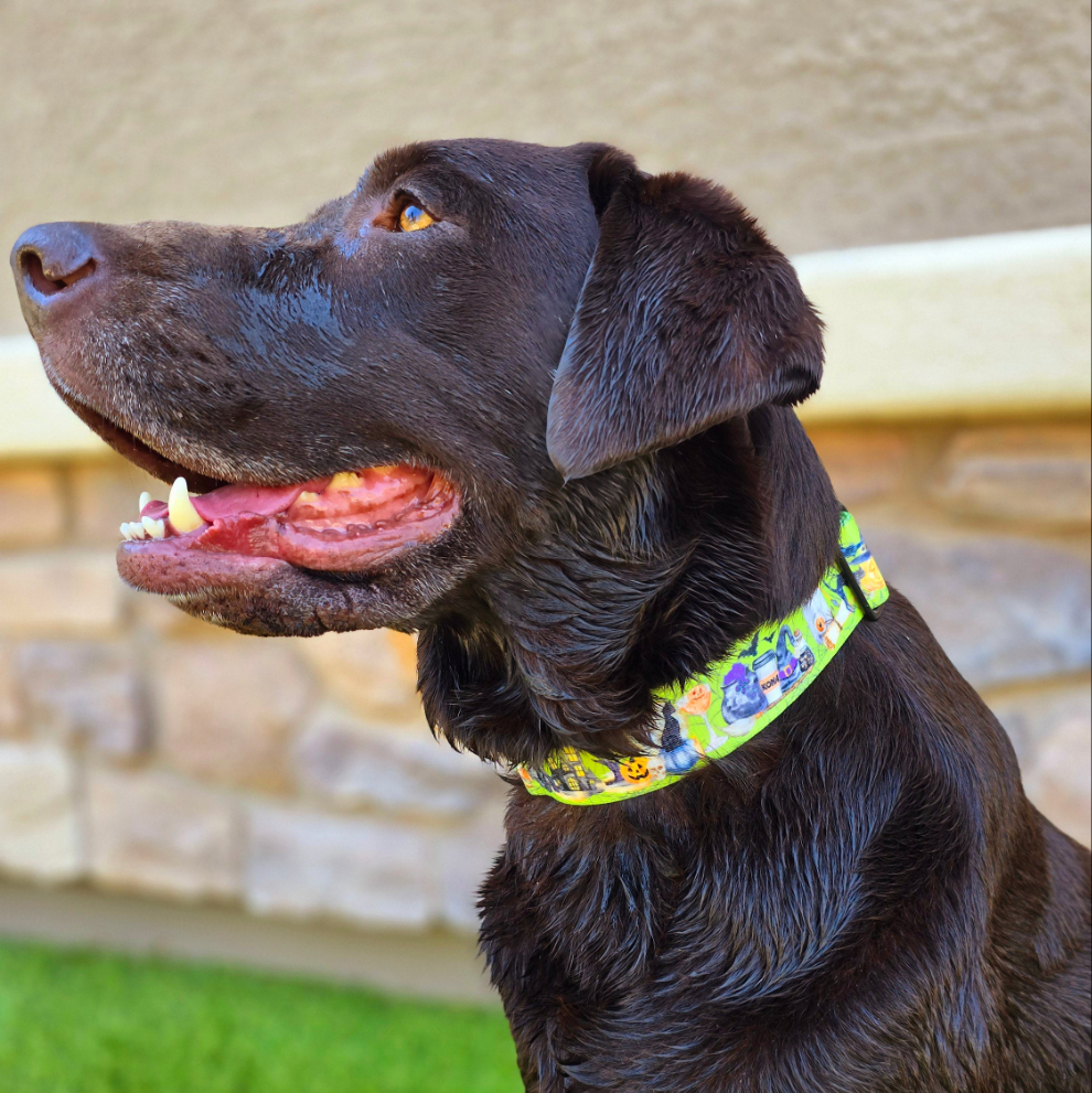 Bewitched Buckle Collar