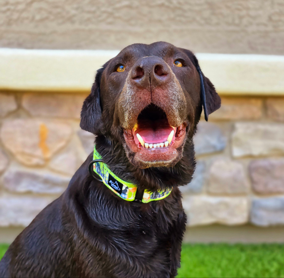 Bewitched Martingale Collar