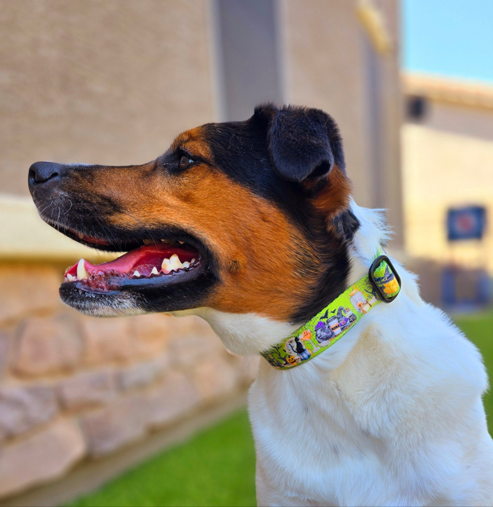 Bewitched Buckle Collar