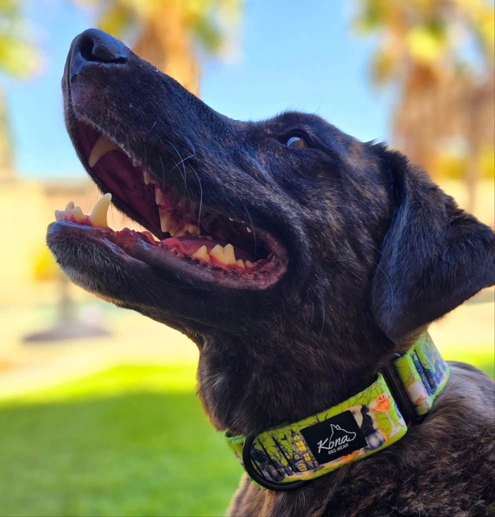 Bewitched Martingale Collar