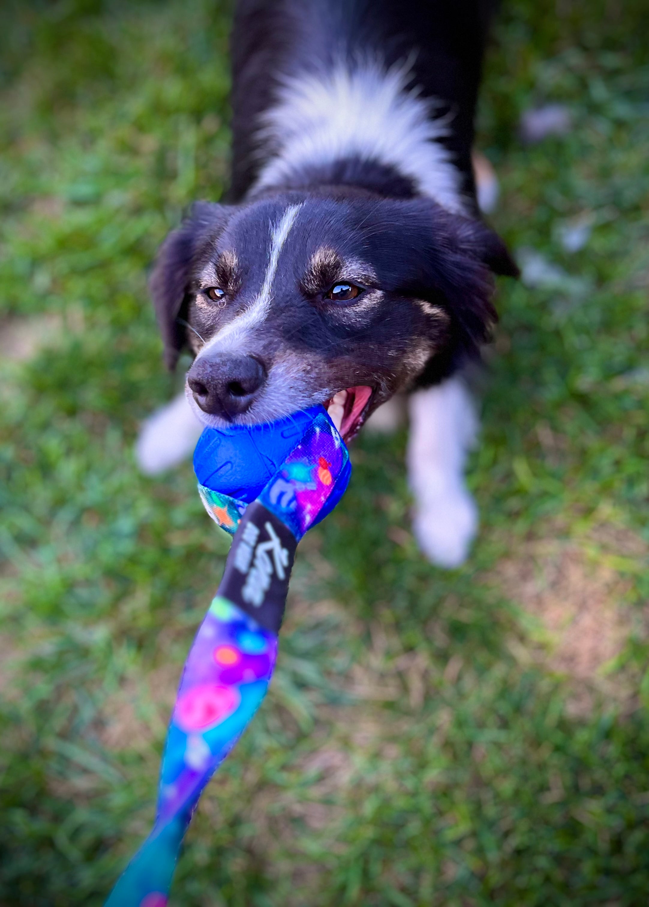 Tundra Tug Toy