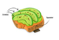 Charger l'image dans la visionneuse de la galerie, Barking Brunch Plush Dog Toys
