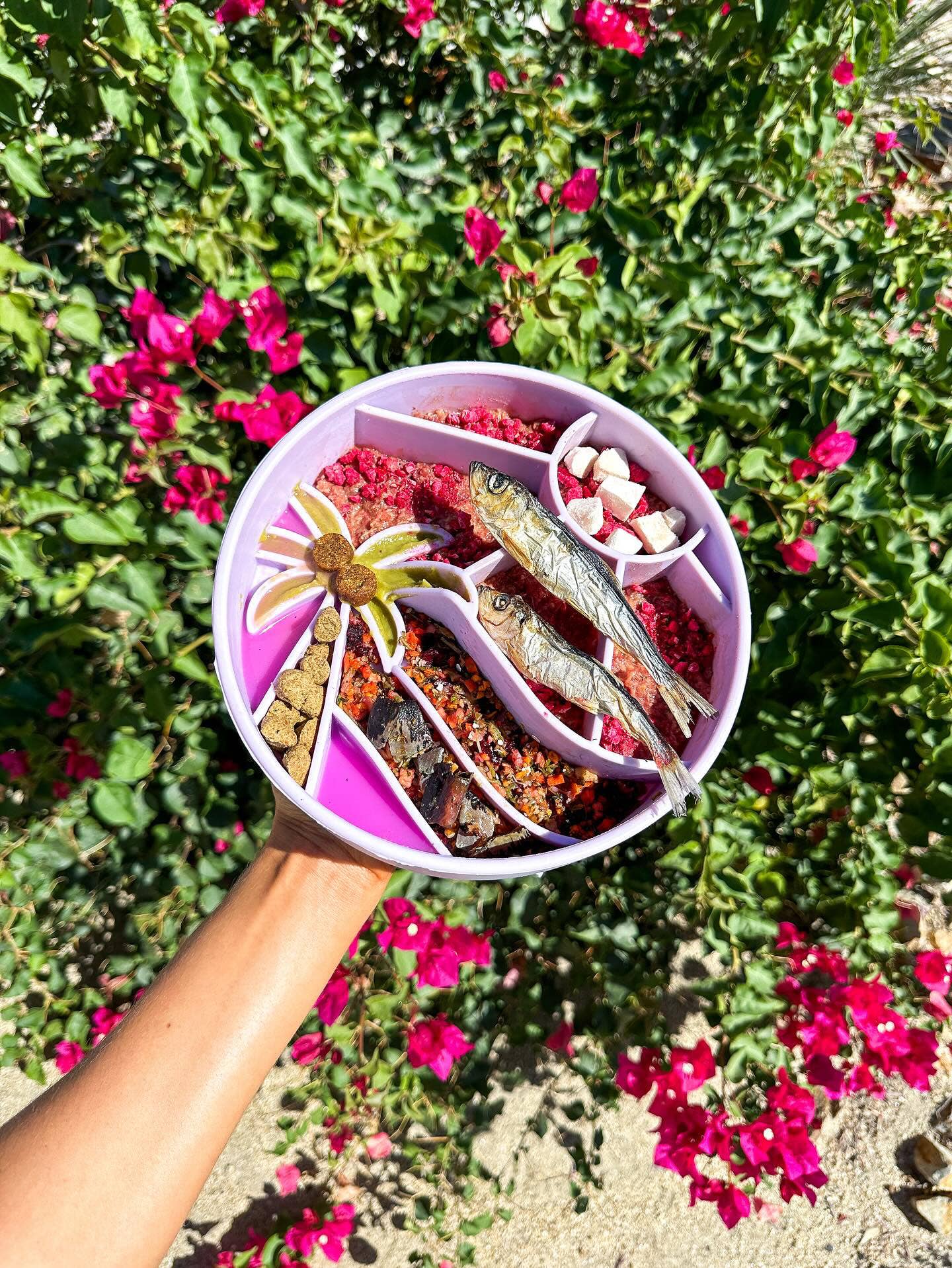Loco Coco Interactive Slow Feeder Bowl