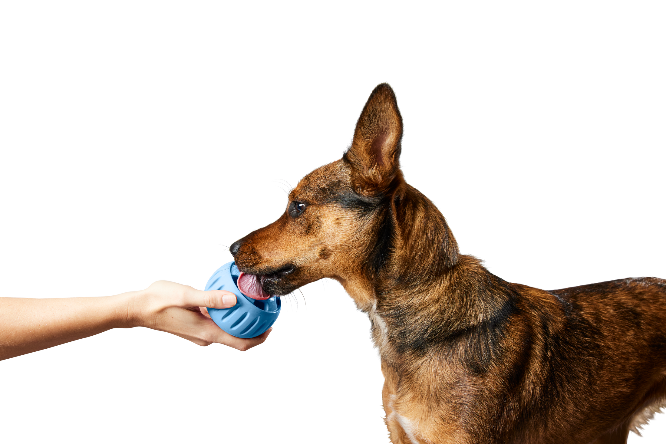 Pupsicle - Limited Edition Blue