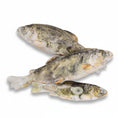 Load image into Gallery viewer, Little Trout
