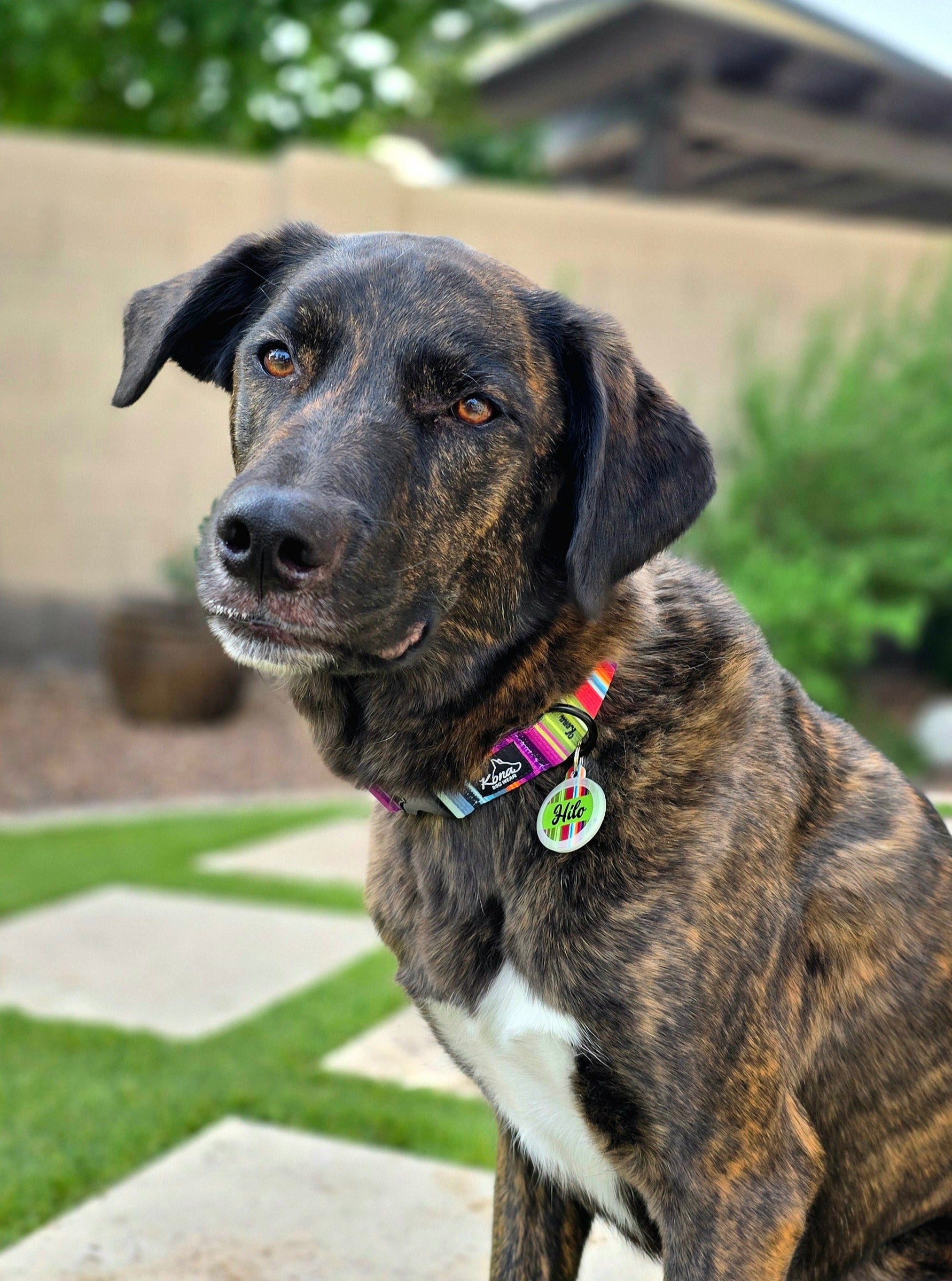 Fiesta Buckle Collar