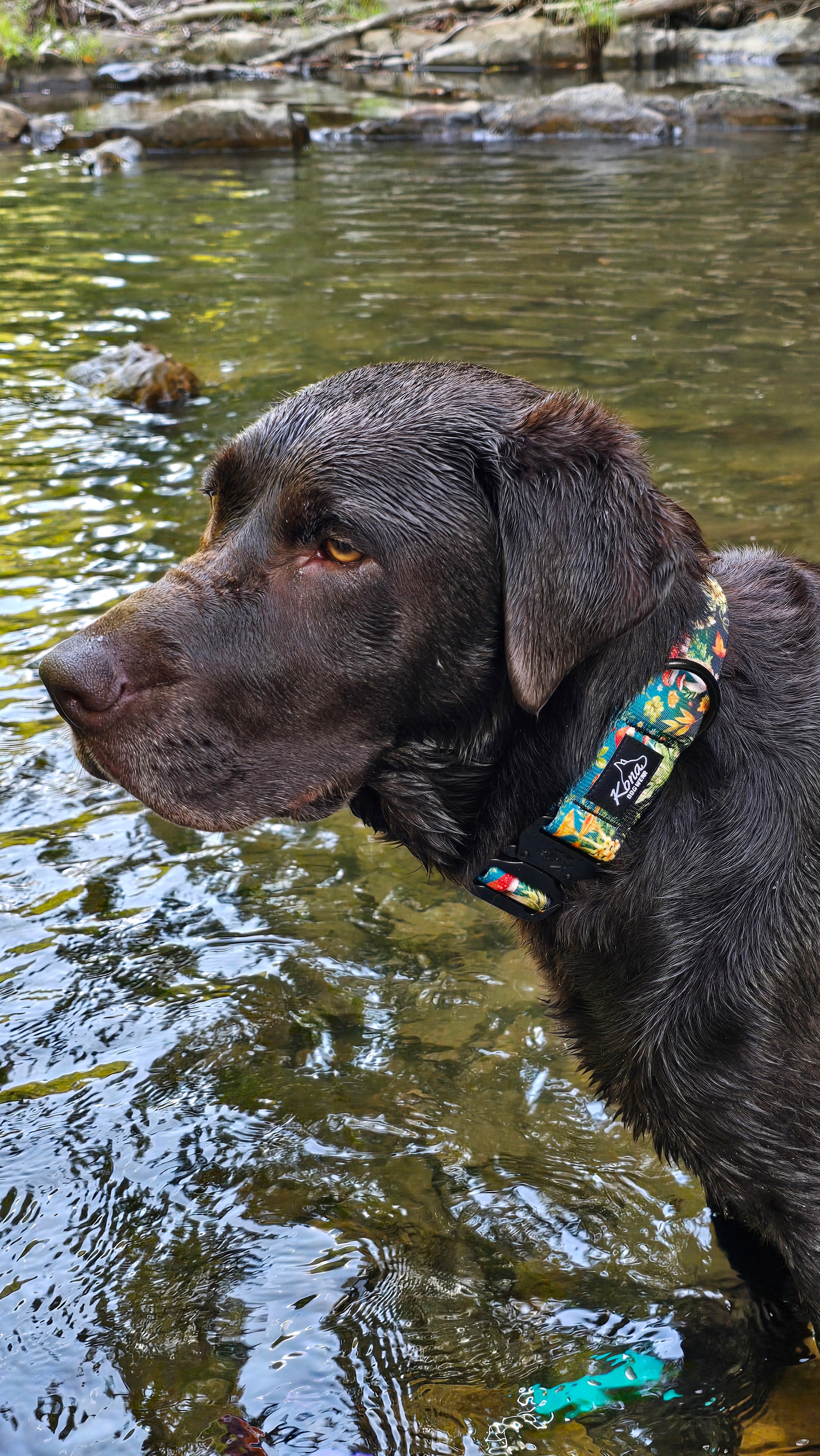 Toadstools Buckle Collar