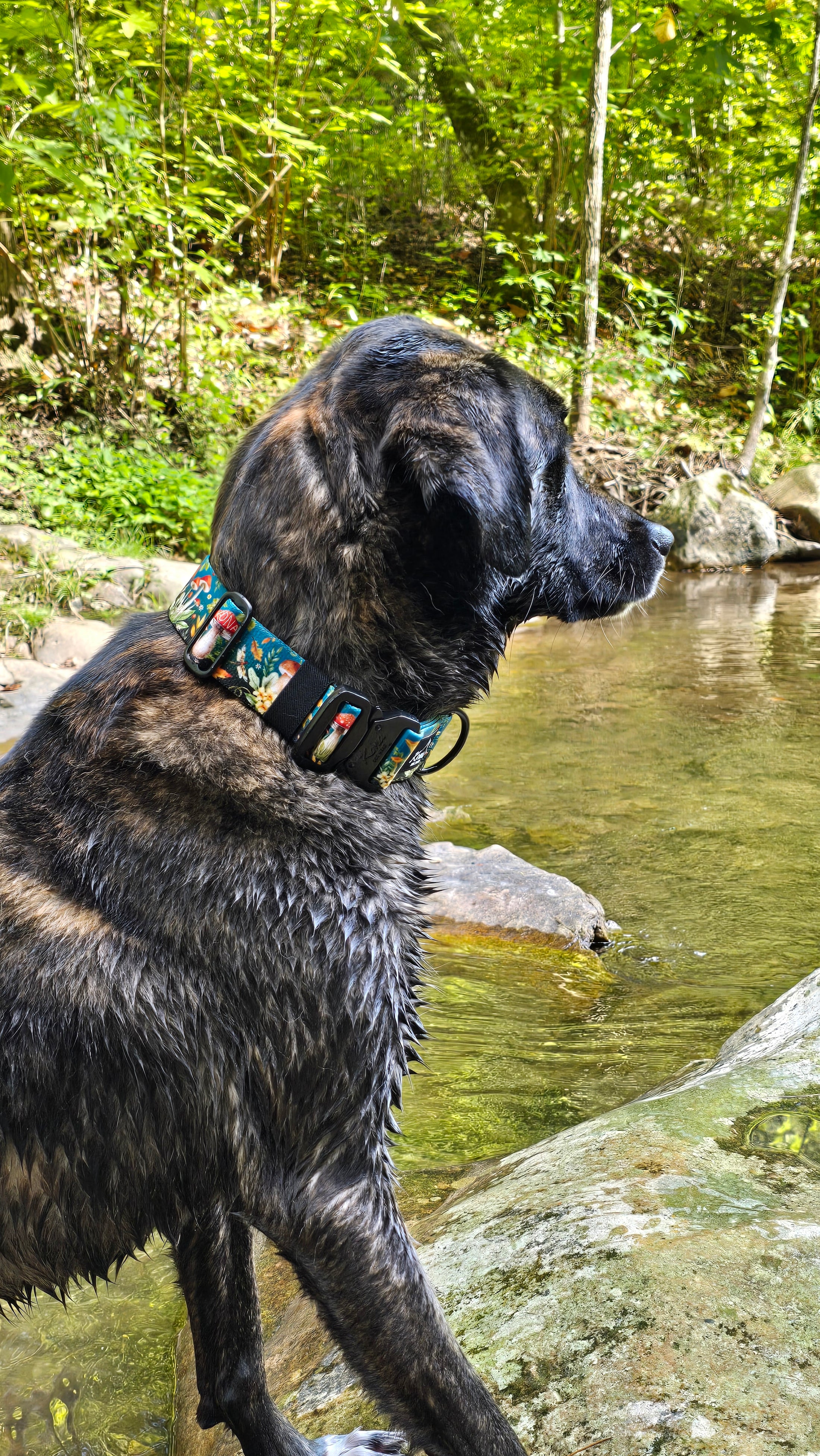 Toadstools Buckle Collar